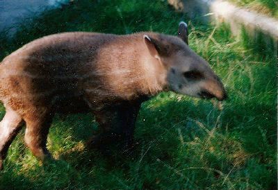 tapirchen small